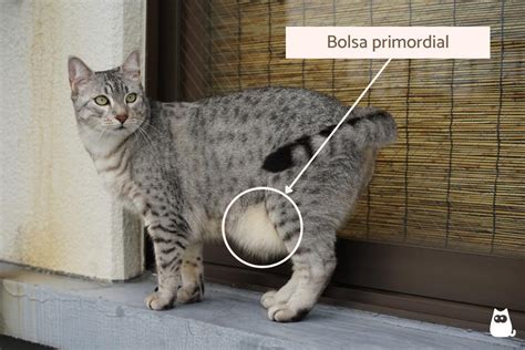 bolsa primordial grande em gatos|la bolsa primordial.